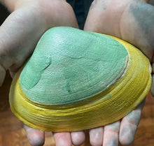 Load image into Gallery viewer, Golden Turtle Bracelet
